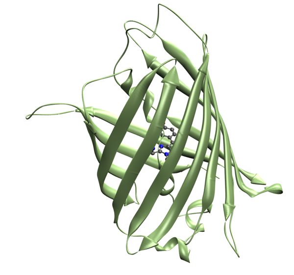 GFP fluorophore